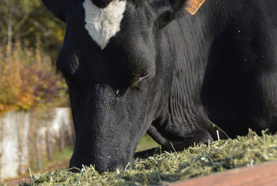 Cow Feed Pellets by Gowssi Feeds