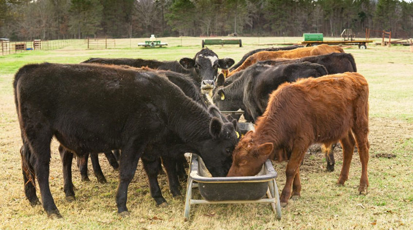 Gowssi Feeds - Cow Nutrition